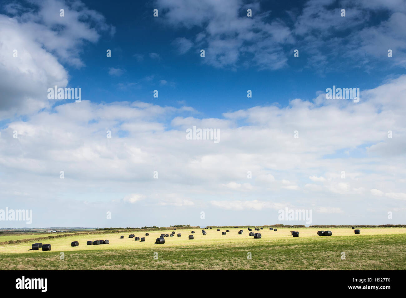 Bales of hay wrapped in black plastic in a field in Cornwall. Stock Photo