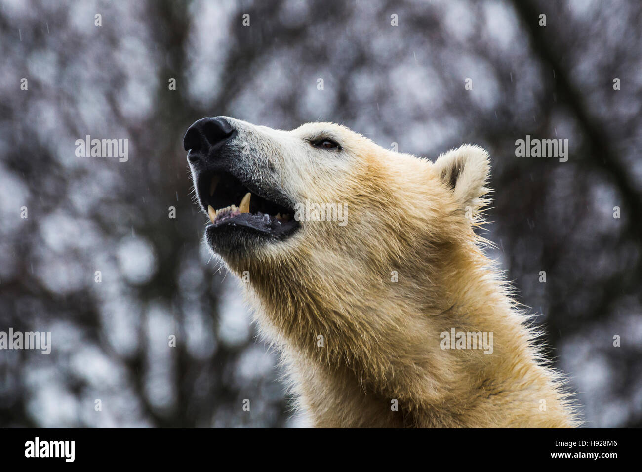 Bear calling hi-res stock photography and images - Alamy