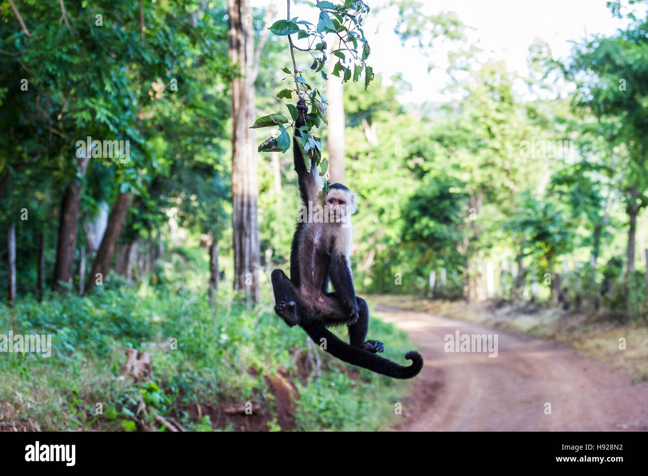 A white faced capuchin swinging from a tree in Costa Rica. Stock Photo