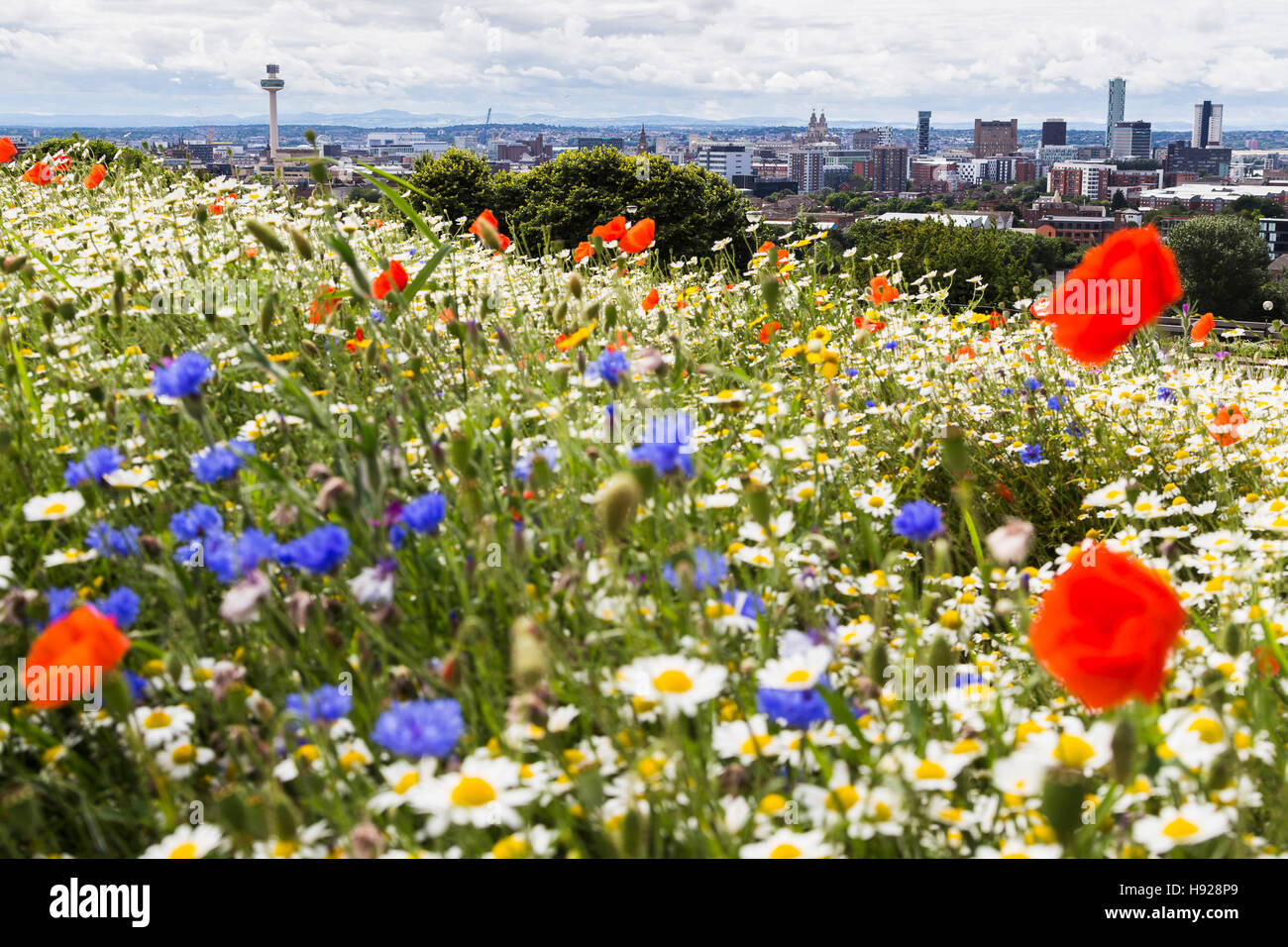 Wildflowers captured in the foreground of the Liverpool skyline at Everton Stock Photo Alamy