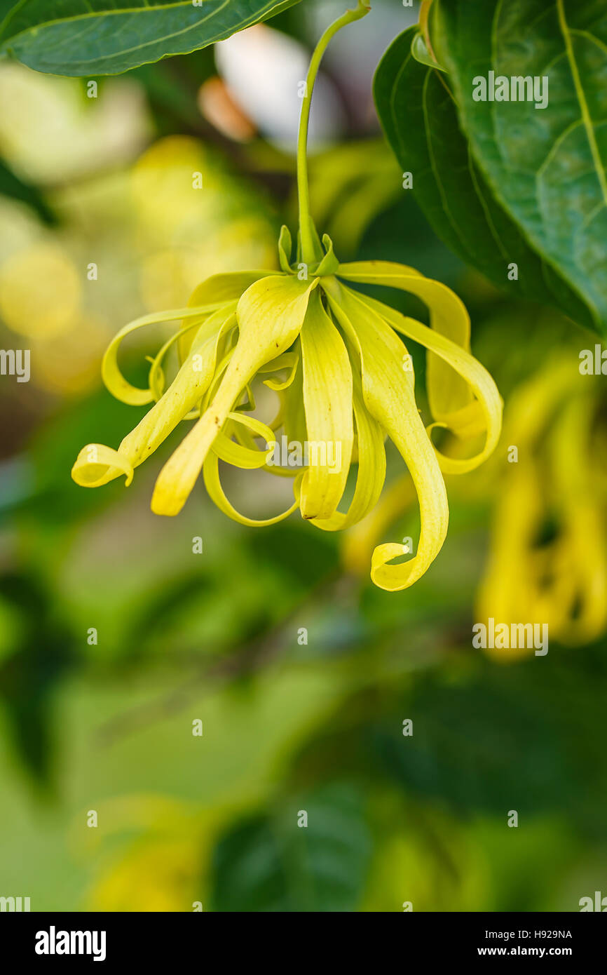 Ylang ylang tree hires stock photography and images Alamy