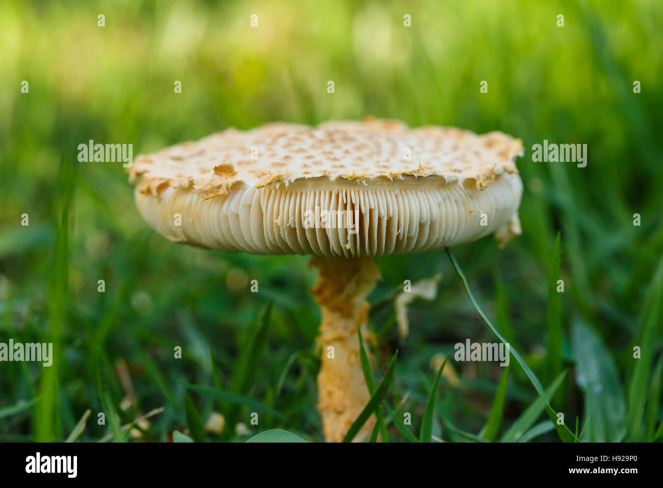 Mushroom in the tropical forests of Thailand. Stock Photo