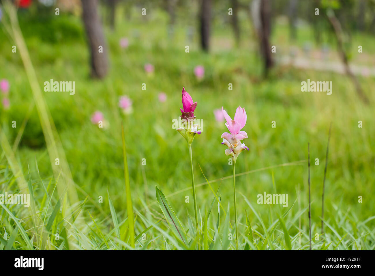 Beautiful soft pink white flower ( Zingiberaceae ) Stock Photo