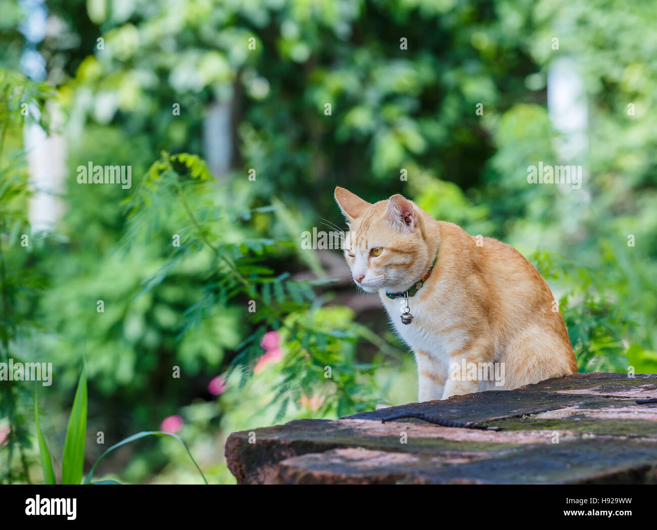 Cat on old brick wall Stock Photo
