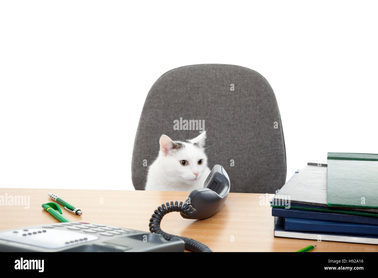 cat sits near desk and speaks through telephone Stock Photo