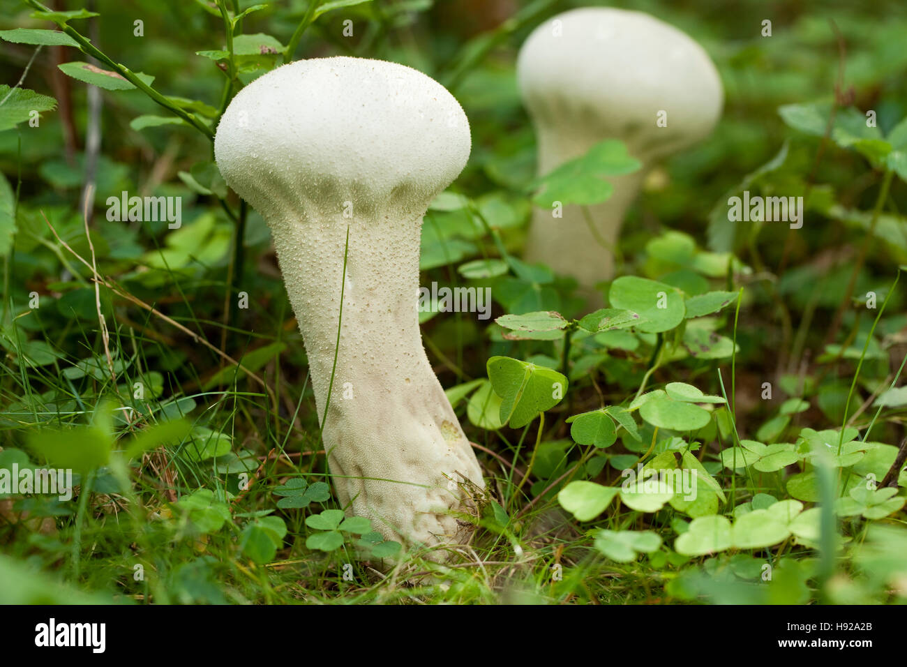 two mushrooms (Calvatia excipuliformis) in natural environment Stock Photo
