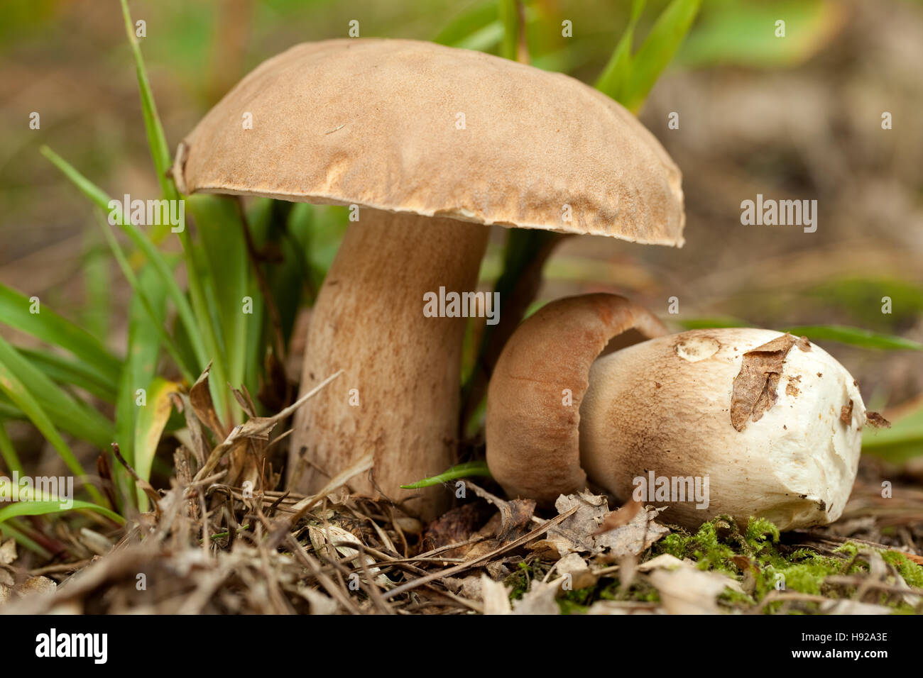 edible mushrooms (Boletus reticulatus Schaeff) in forest Stock Photo