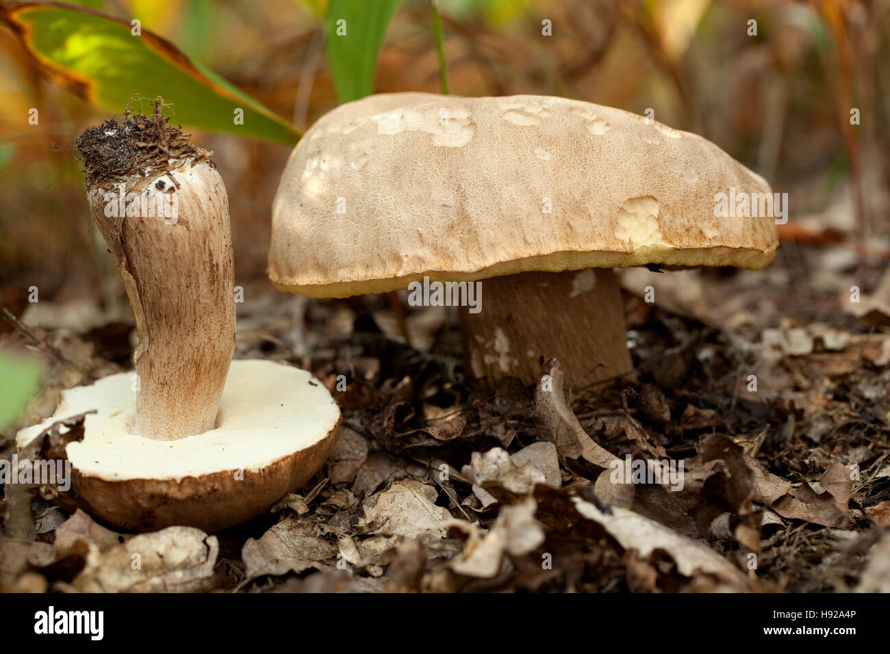 edible mushrooms (Boletus reticulatus Schaeff) in forest Stock Photo