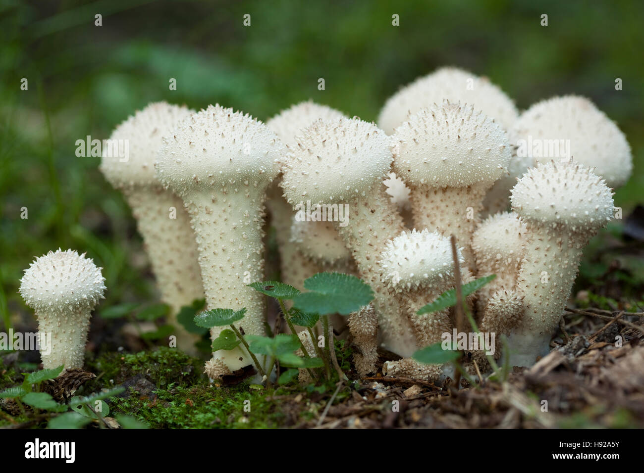 group mushrooms (Lycoperdon perlatum) in natural environment Stock Photo