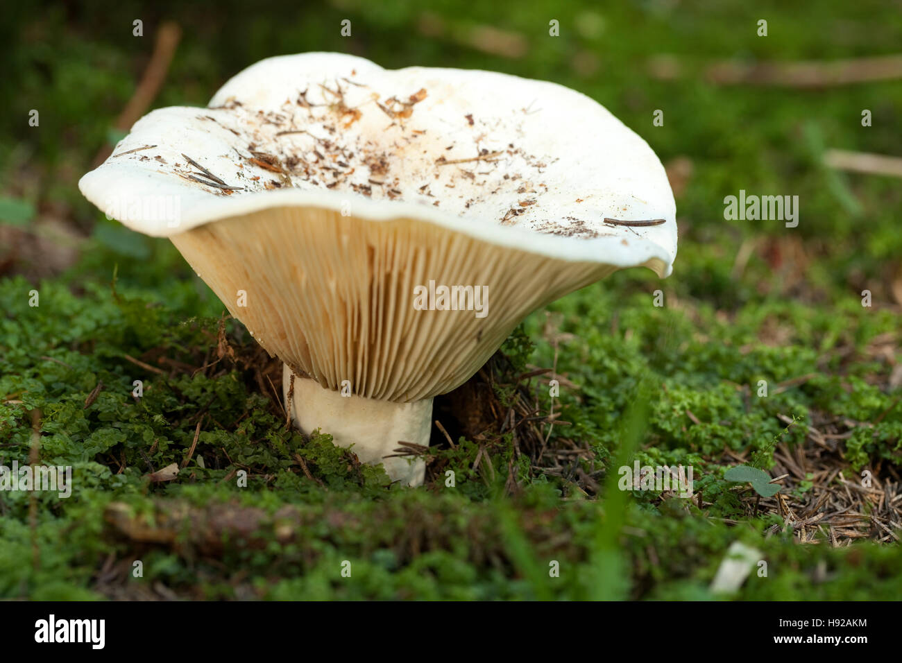 large inedible milk-agaric (Lactarius vellereus) on moss in forest Stock Photo