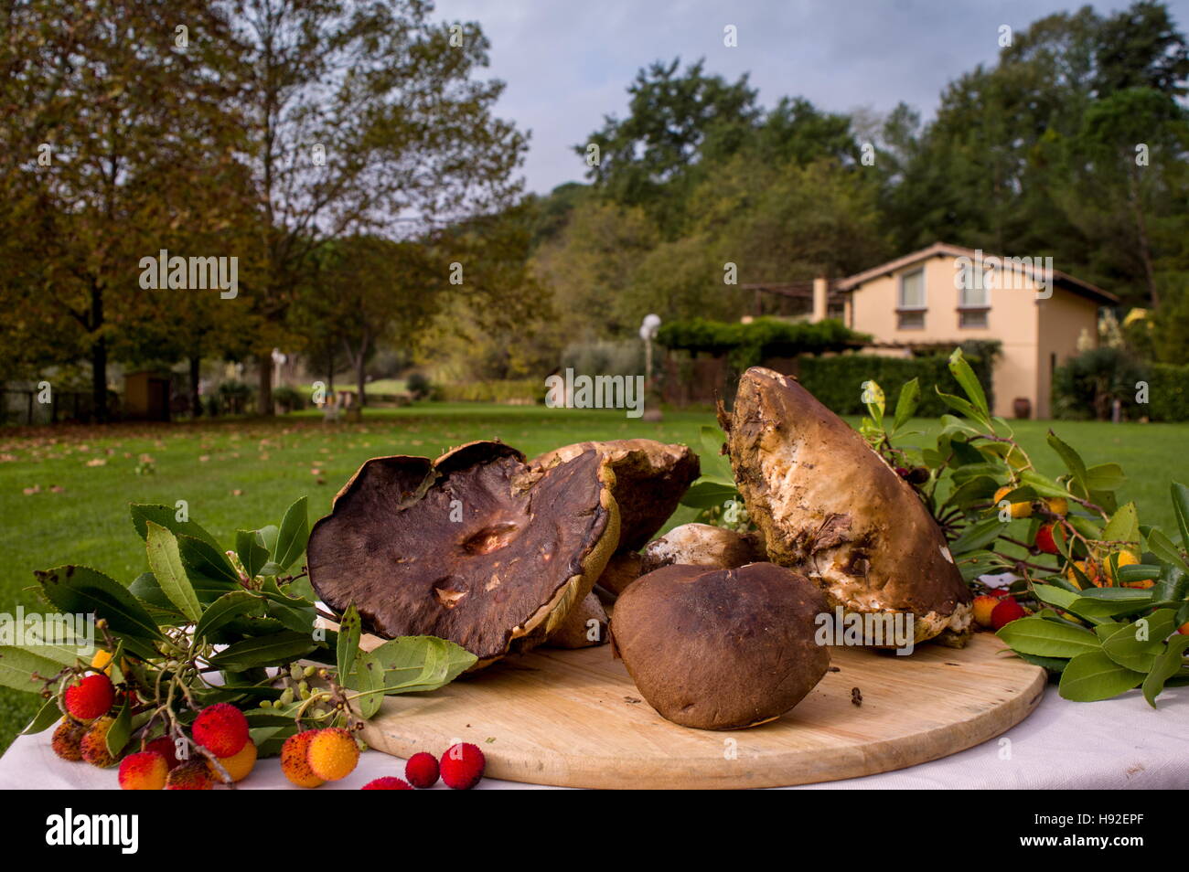 Portobello mushrooms in a cutting board in a park outdoor - Funghi Porcini su tagliere in esterni in un parco in toscana Stock Photo