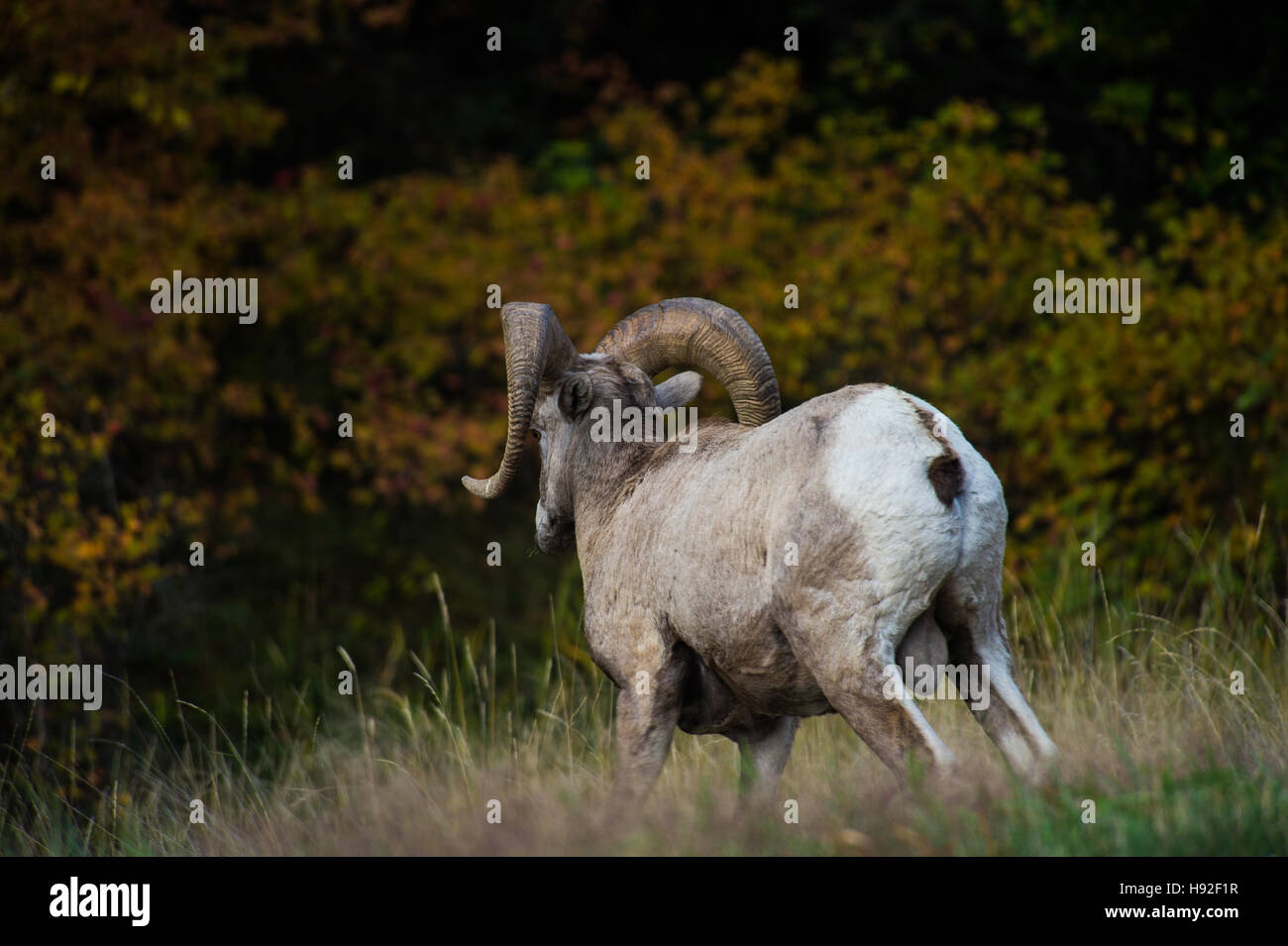 Bighorn sheep ram near Missoula Montana Stock Photo