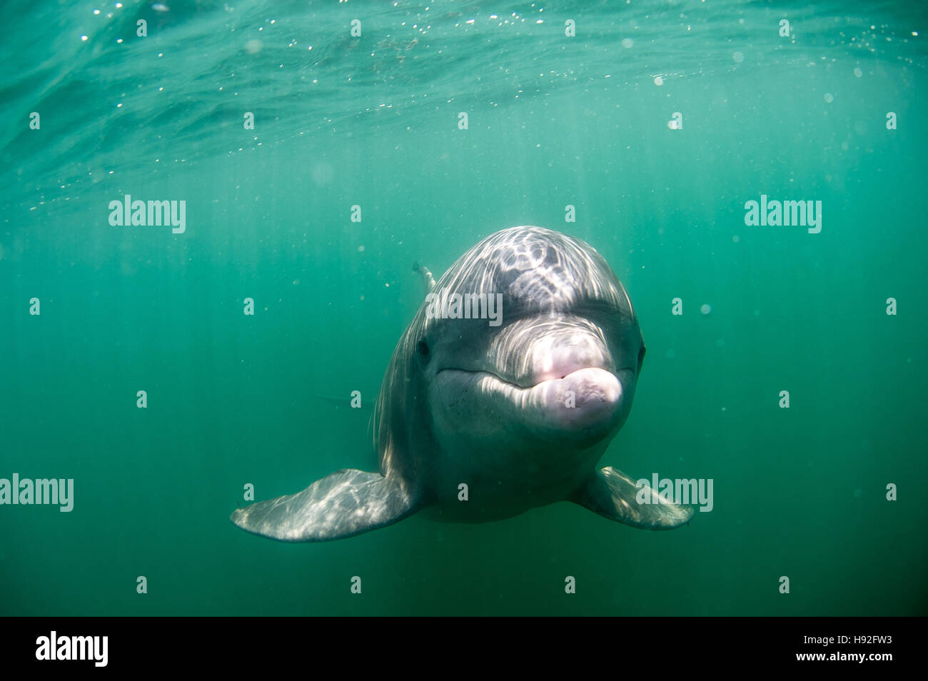 Underwater view of an Atlantic Bottlenose Dolphin Stock Photo