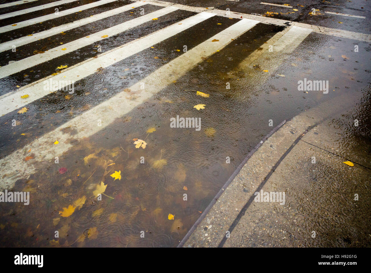 A curbside puddle, clogged from a storm drain filled with the remains of colorful fall foliage, in the Chelsea neighborhood of New York on Tuesday, November 15, 2016. Much needed heavy rain hit the city this morning clogging drains and causing hard to maneuver puddles with leaves and other detritus. (© Richard b. Levine) Stock Photo