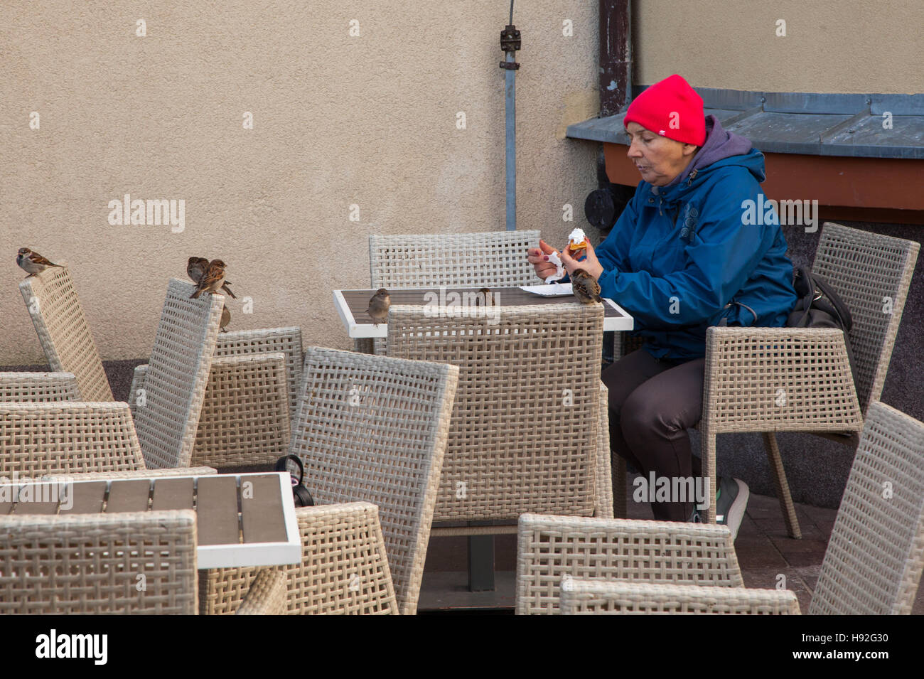 Woman in a red  bob hat and blue coat sitting outside at a café eating with sparrows sitting on the chairs waiting for food Stock Photo