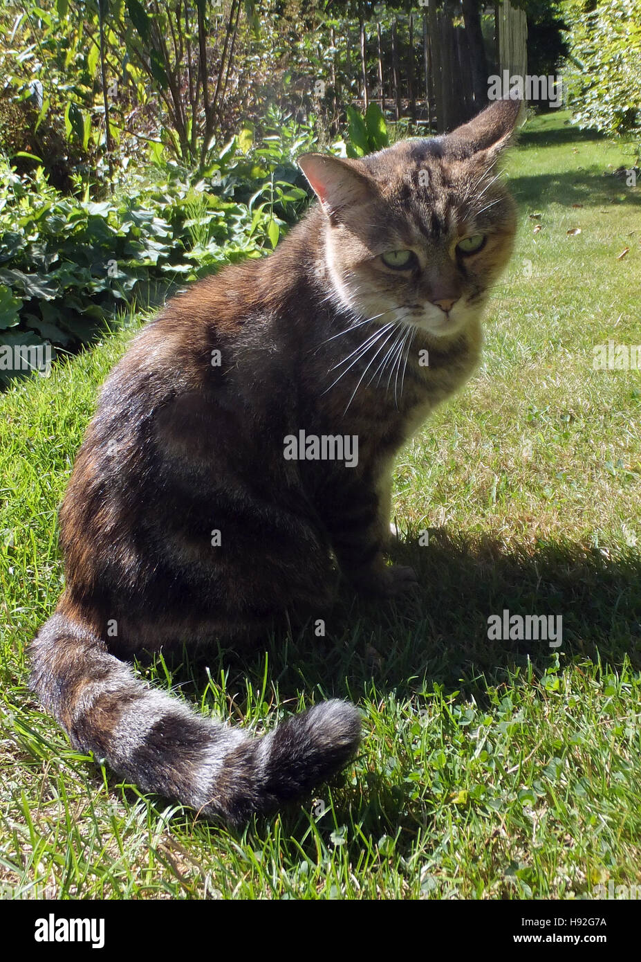 Cat bushy tail hires stock photography and images Alamy