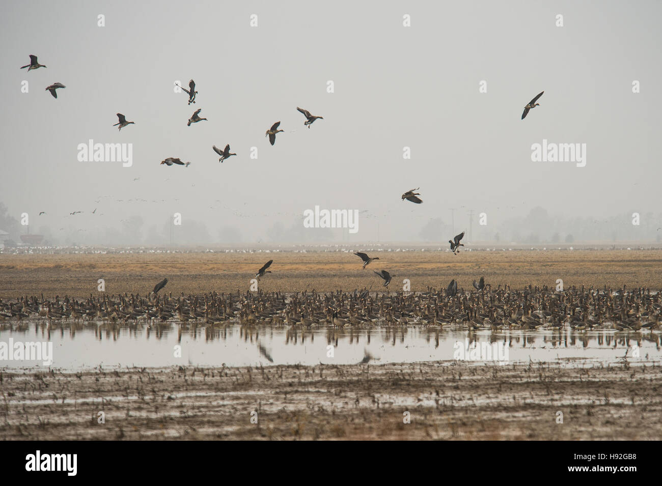 Snow geese and specklebelly geese feeding in a flooded rive field near