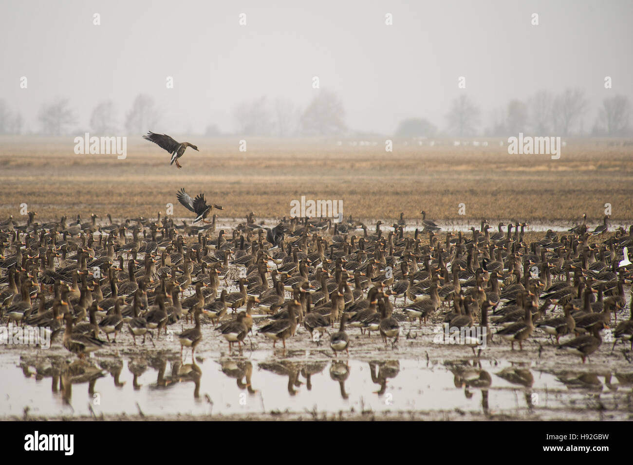 Snow geese and specklebelly geese feeding in a flooded rive field near