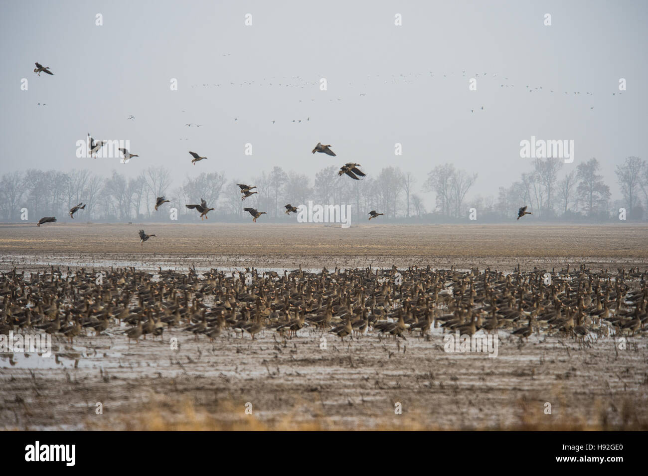 White fronted or specklebelly geese feeding in a flooded rive field near Jonesboro Arkansas Stock Photo