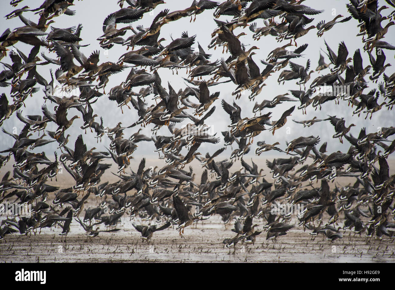 White fronted or specklebelly geese feeding in a flooded rive field near Jonesboro Arkansas Stock Photo