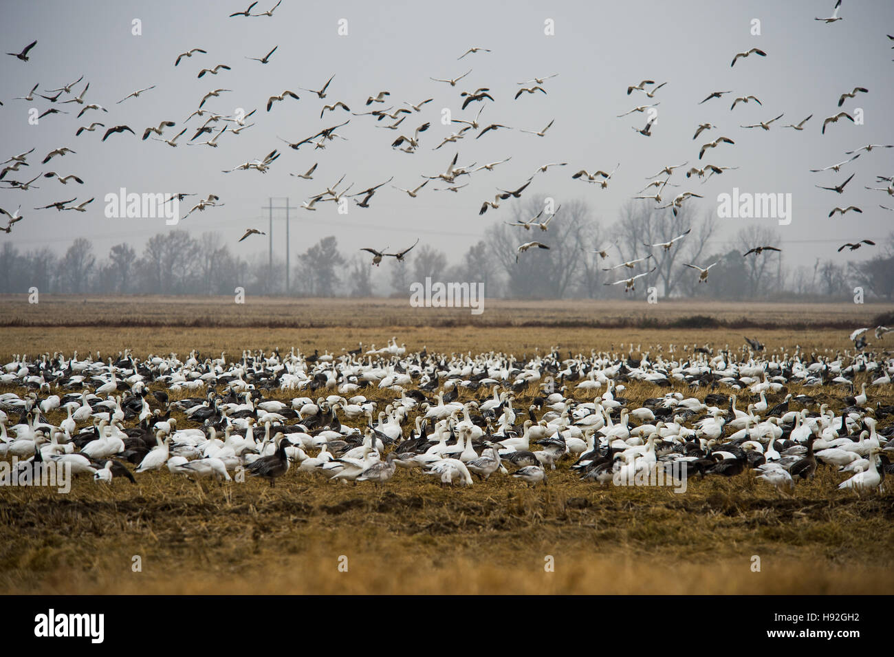 Snow geese and specklebelly geese feeding in a flooded rive field near