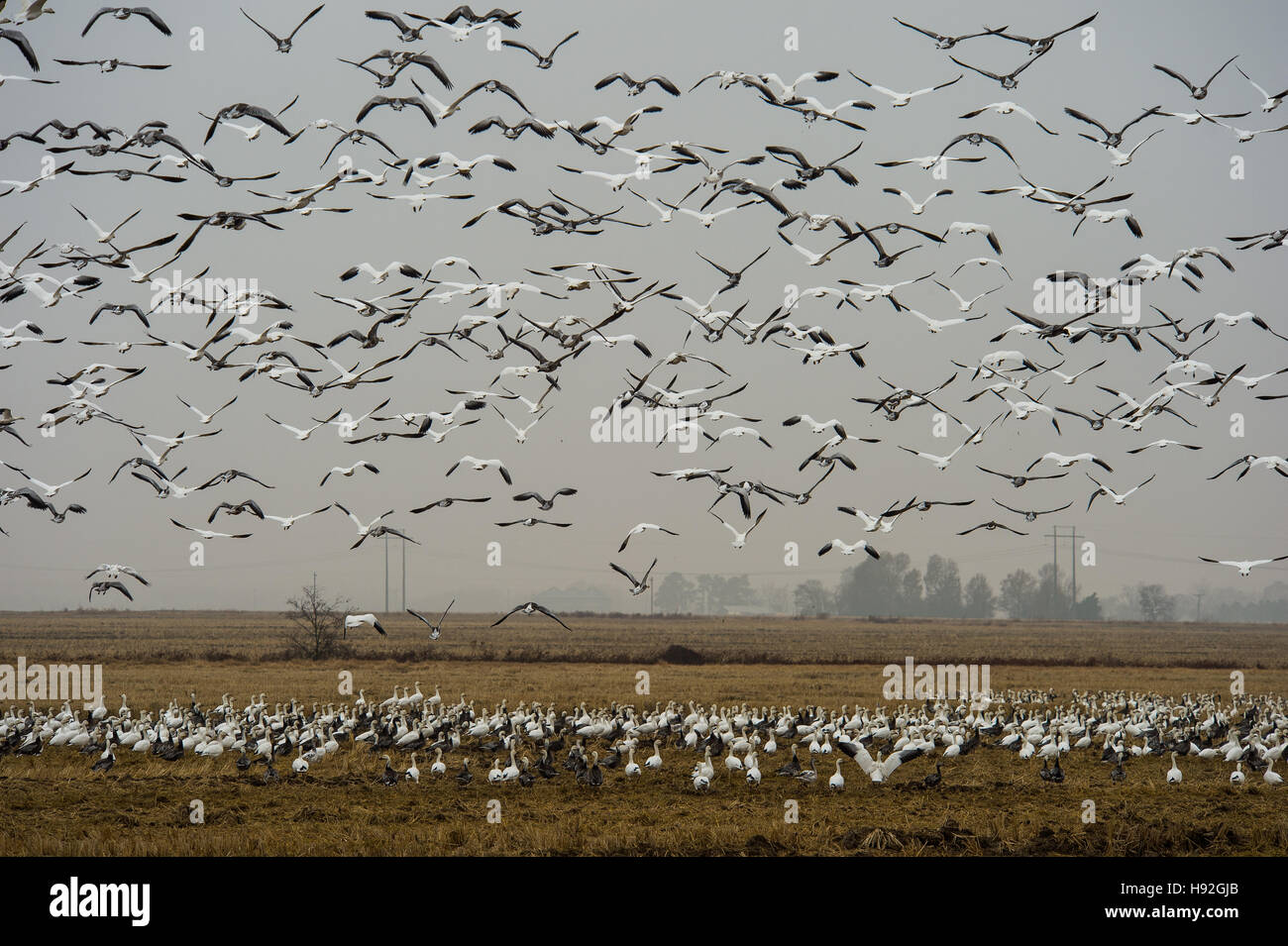 Snow geese and specklebelly geese feeding in a flooded rive field near