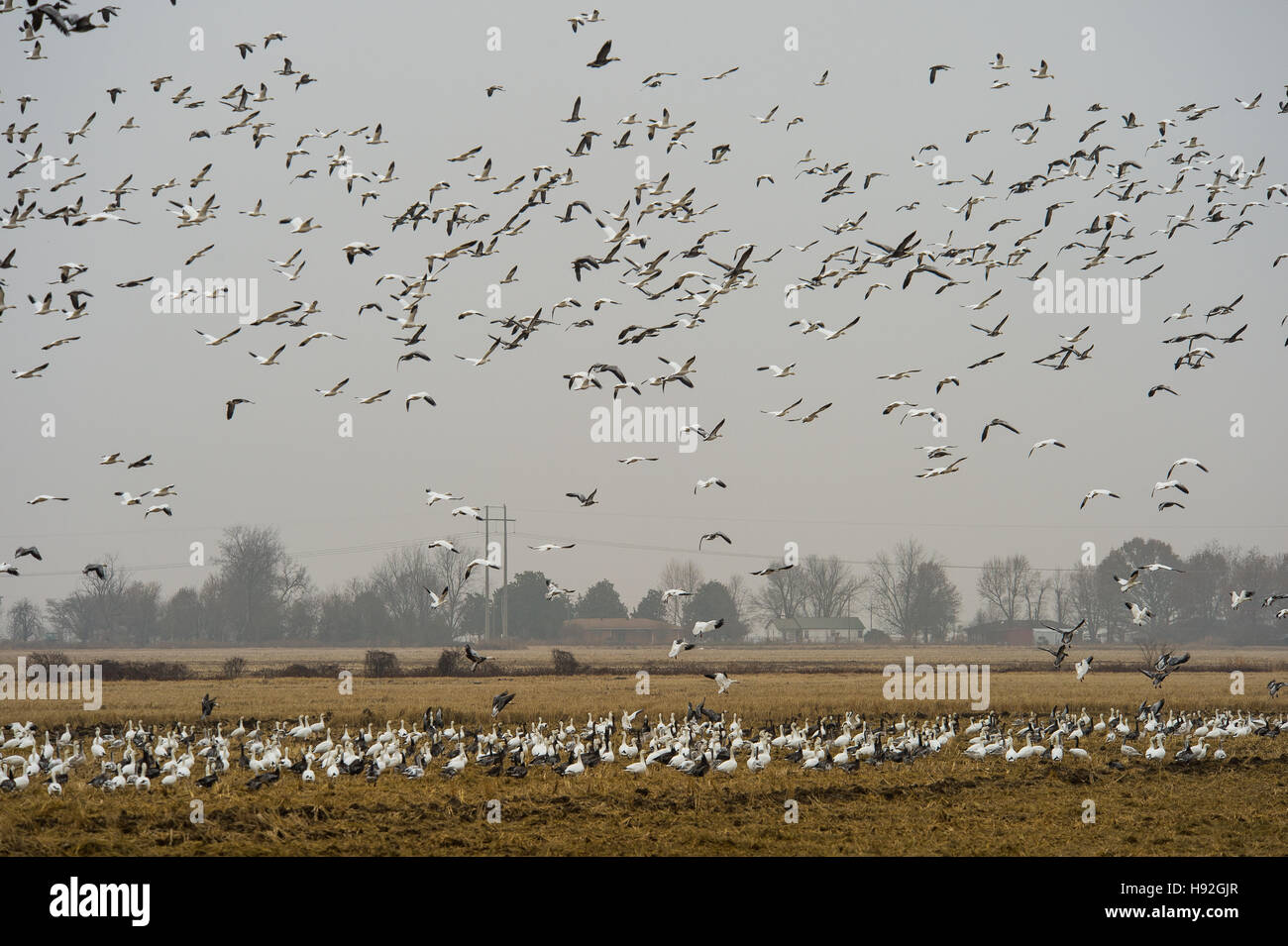 Snow geese and specklebelly geese feeding in a flooded rive field near