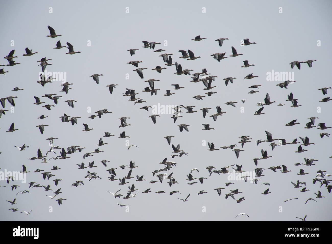 Snow geese and specklebelly geese feeding in a flooded rice field near