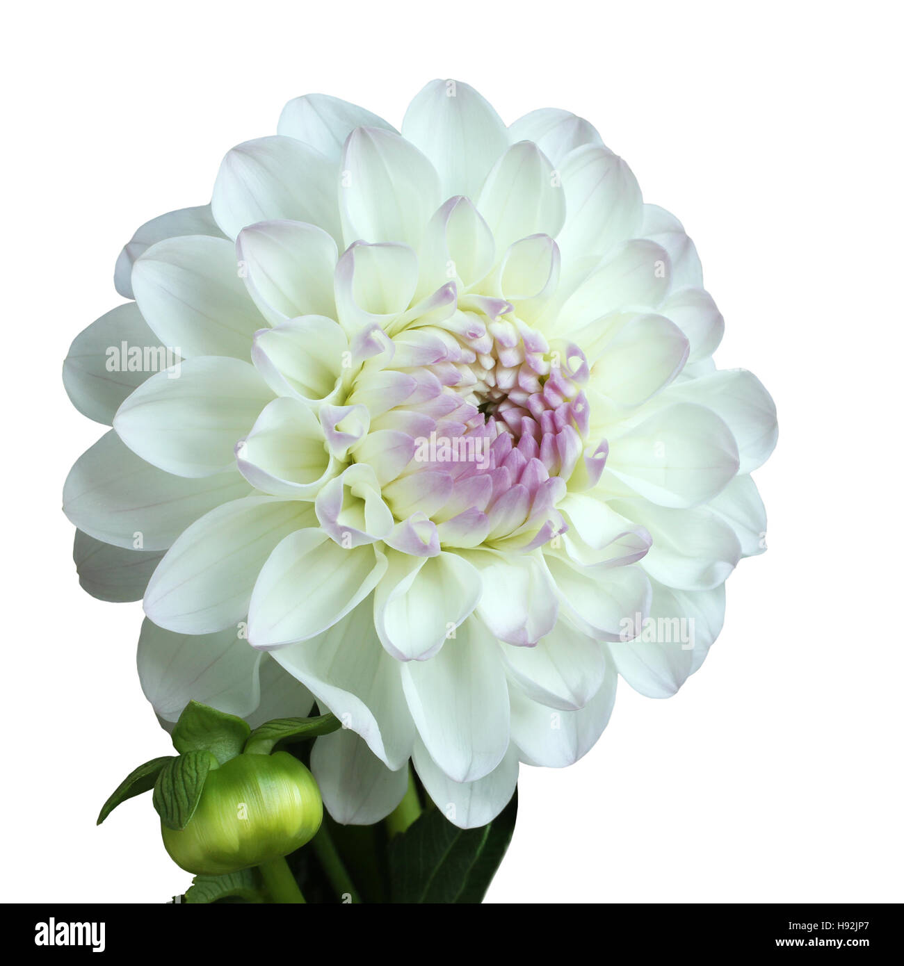 White with pink dahlia on white background Stock Photo - Alamy