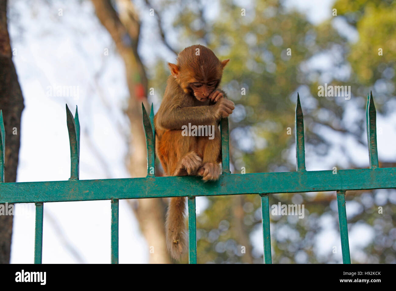 A little monkey on a gate on the road to the Swayambhunath (Monkey Temple). Kathmandu, Nepal. Stock Photo
