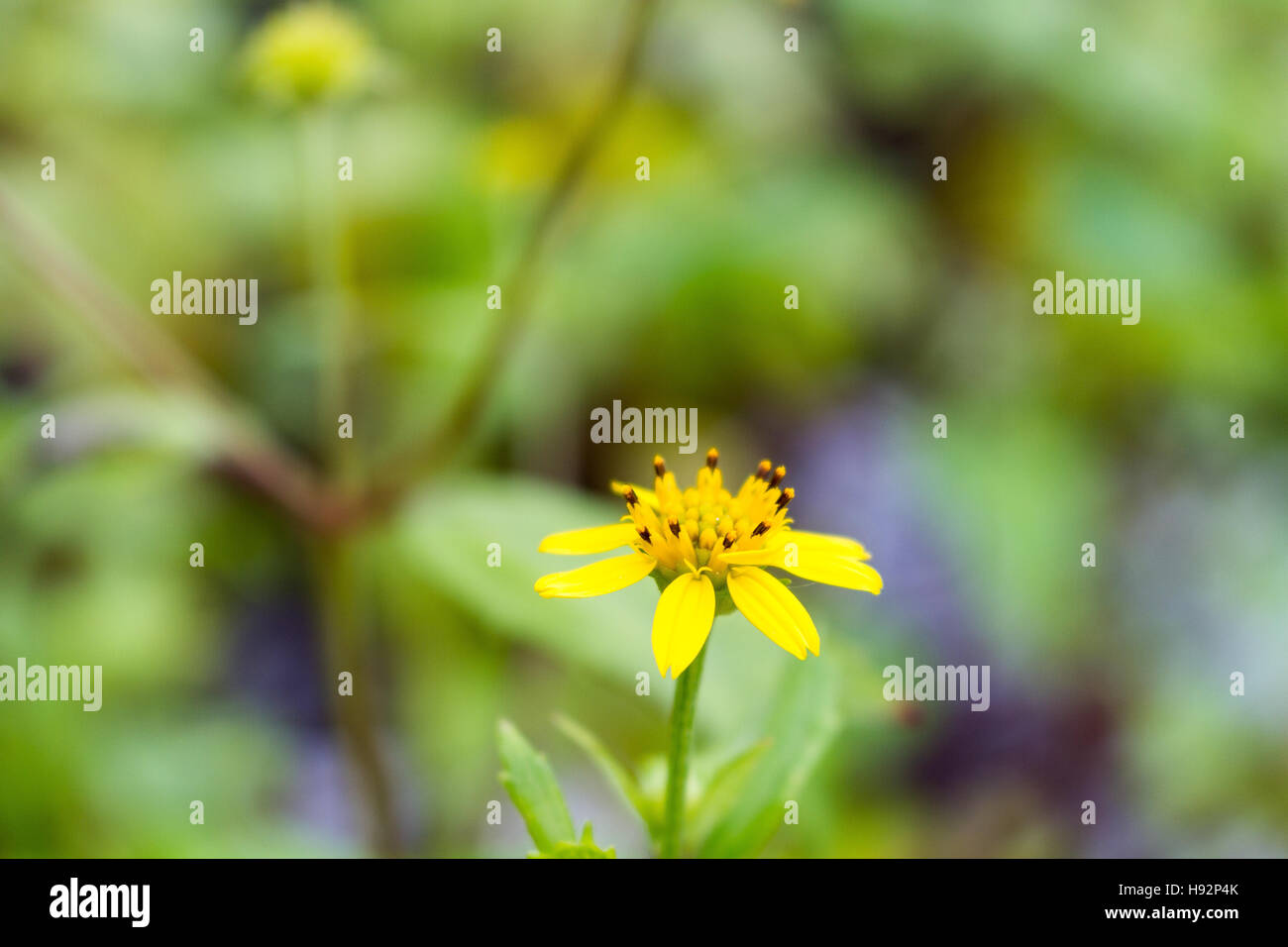 Creeping Daisy Flower Stock Photo
