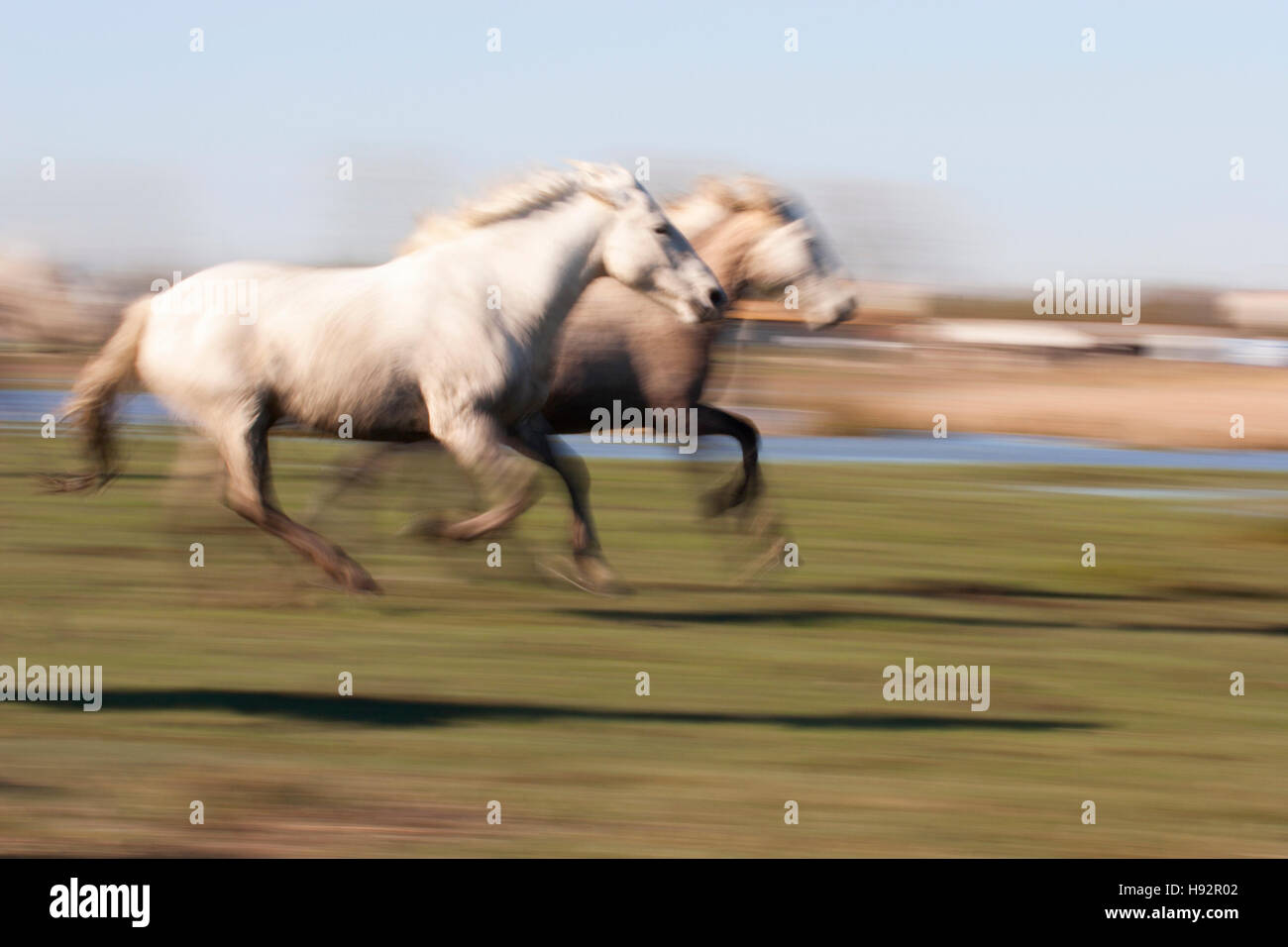 French horses running through pasture in the Camargue delta Stock Photo