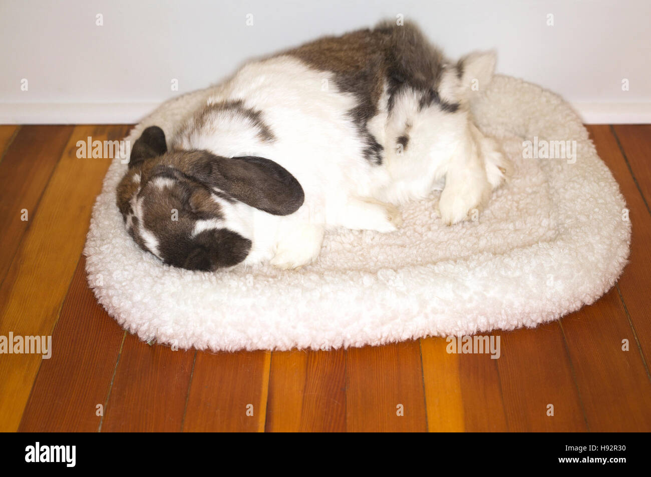 Nineyear old pet Holland Lop dwarf rabbit sleeping on fleece bed in house Stock Photo Alamy