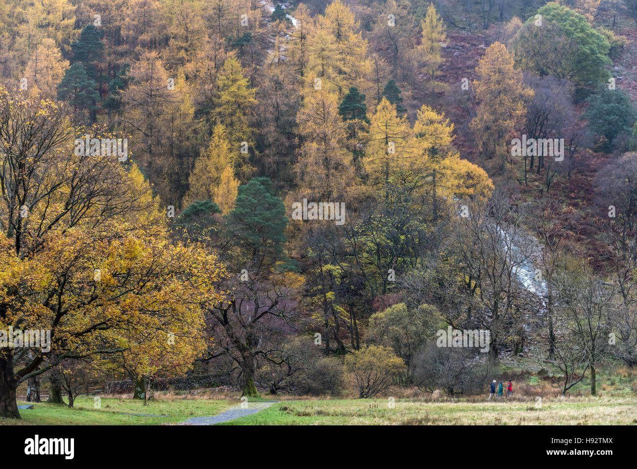 Trees in the Lake District at Buttermere Stock Photo - Alamy