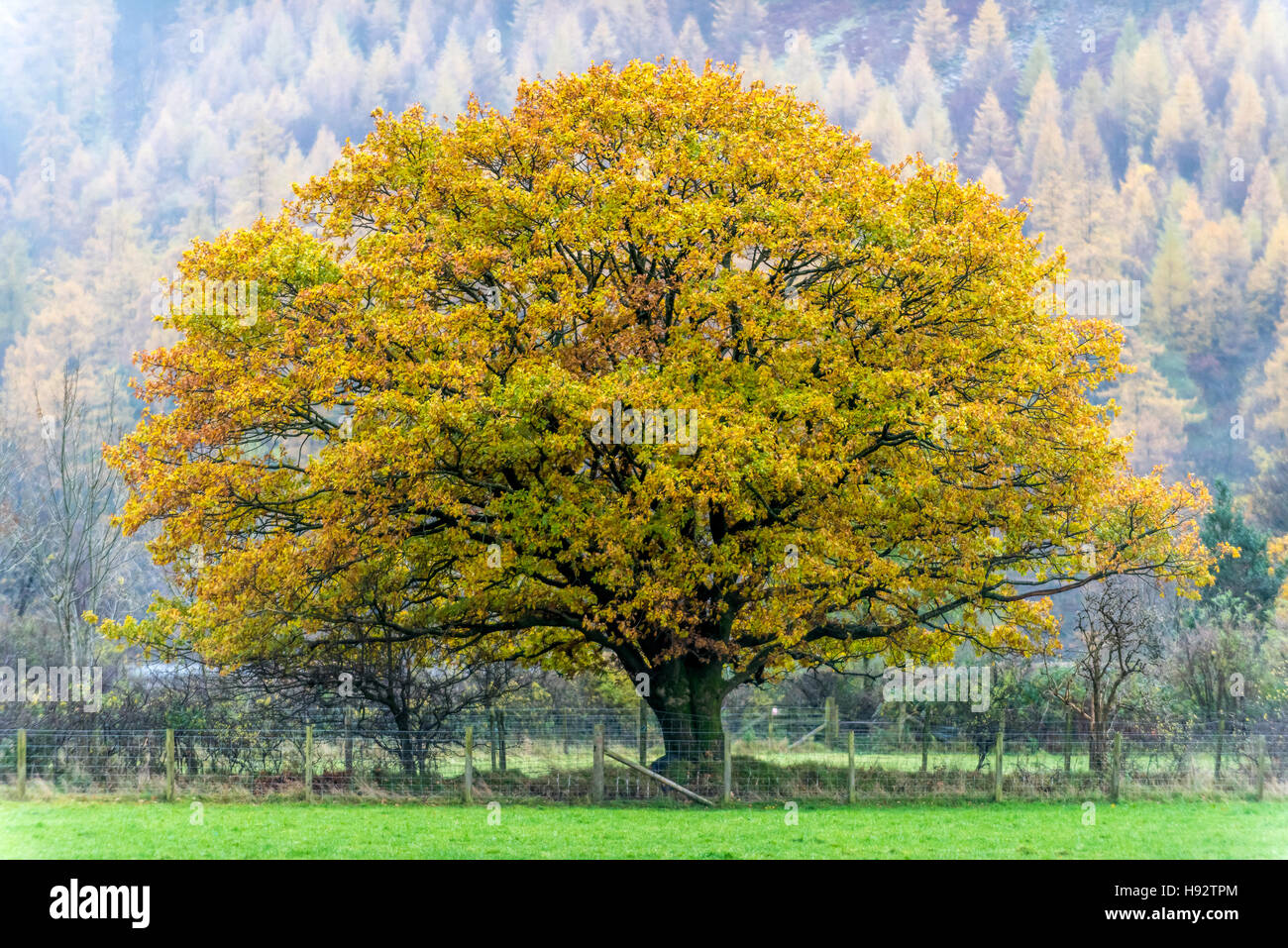 Trees in the Lake District at Buttermere Stock Photo - Alamy