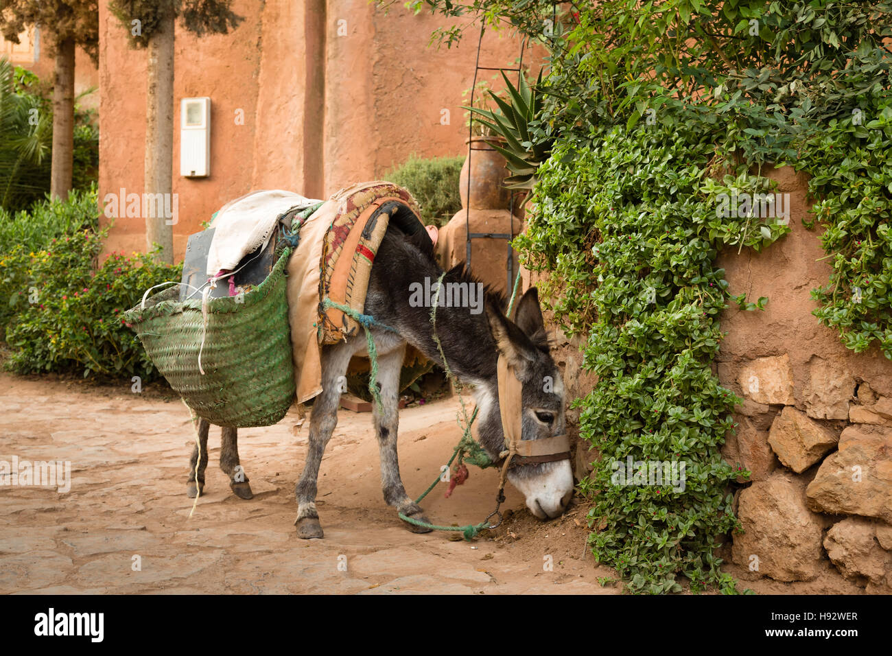 Donkey by Ozoud waterfalls. Donkey is the most common helper Moroccan villagers. Stock Photo