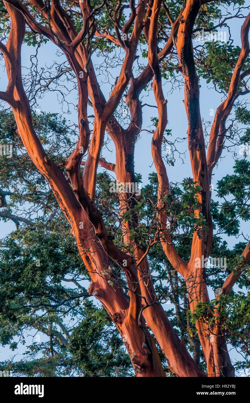 Arbutus tree, Hornby Island, British Columbia, Canada Stock Photo Alamy