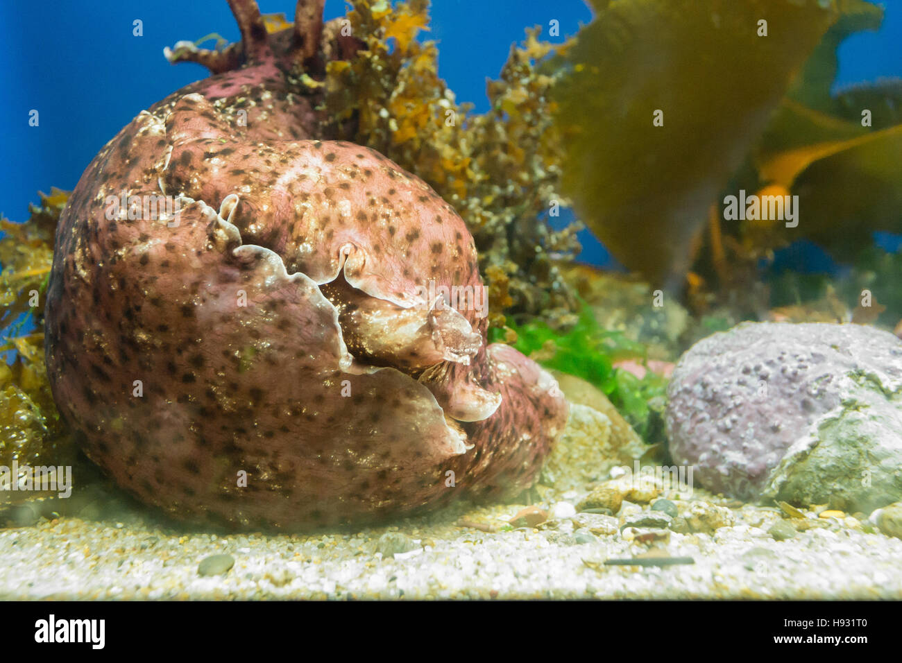 Spotted pink mollusk on gravel at bottom of aquarium display case. Stock Photo