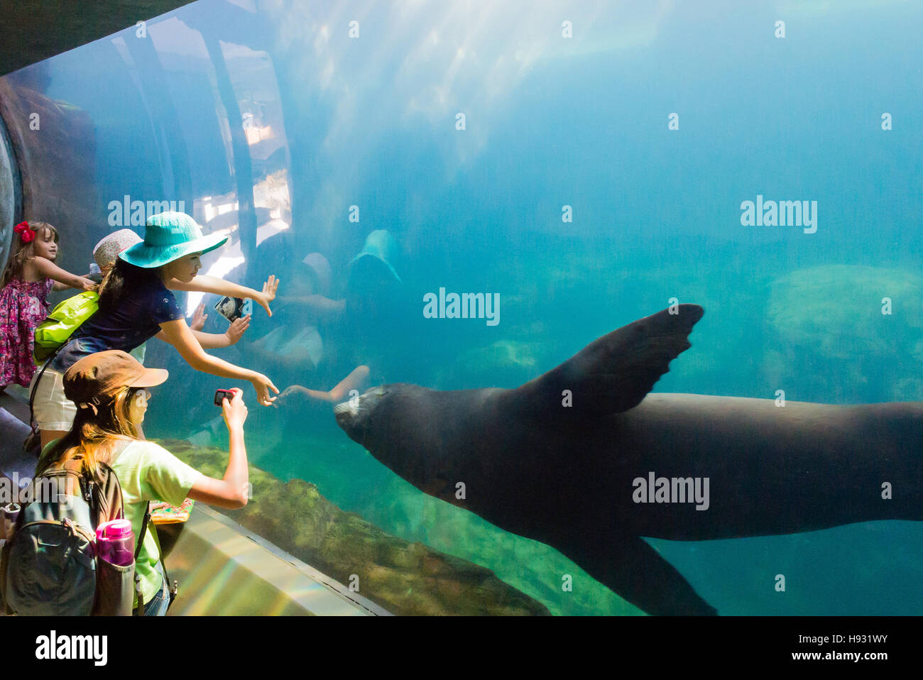 Group of three kids touch glass as seal swims by. Stock Photo