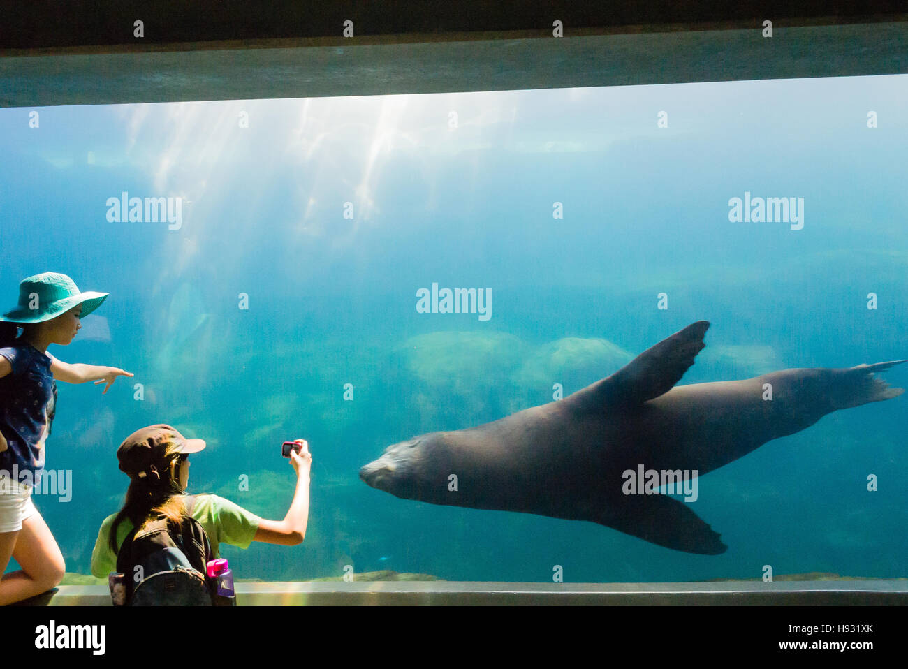 Children reach out to touch aquarium tank glass as seal swims by. Stock Photo