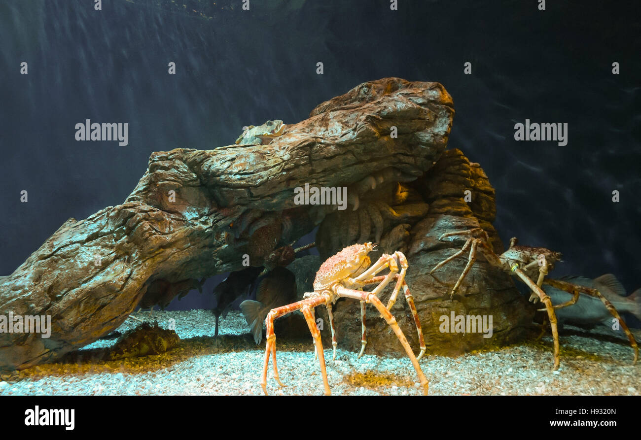 Pair of spiny spider crabs walk across tank. Stock Photo