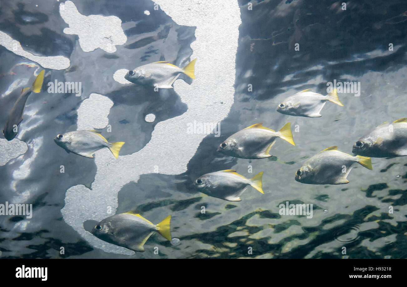 Silver perch with yellow fins swim in a school inside aquarium under white swirling bubbles Stock Photo