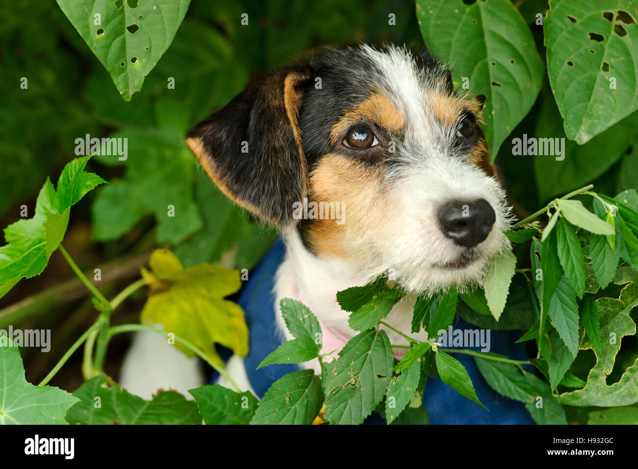 Cute puppy is an adorable puppy dog face outdoors with big brown cute eyes. Stock Photo