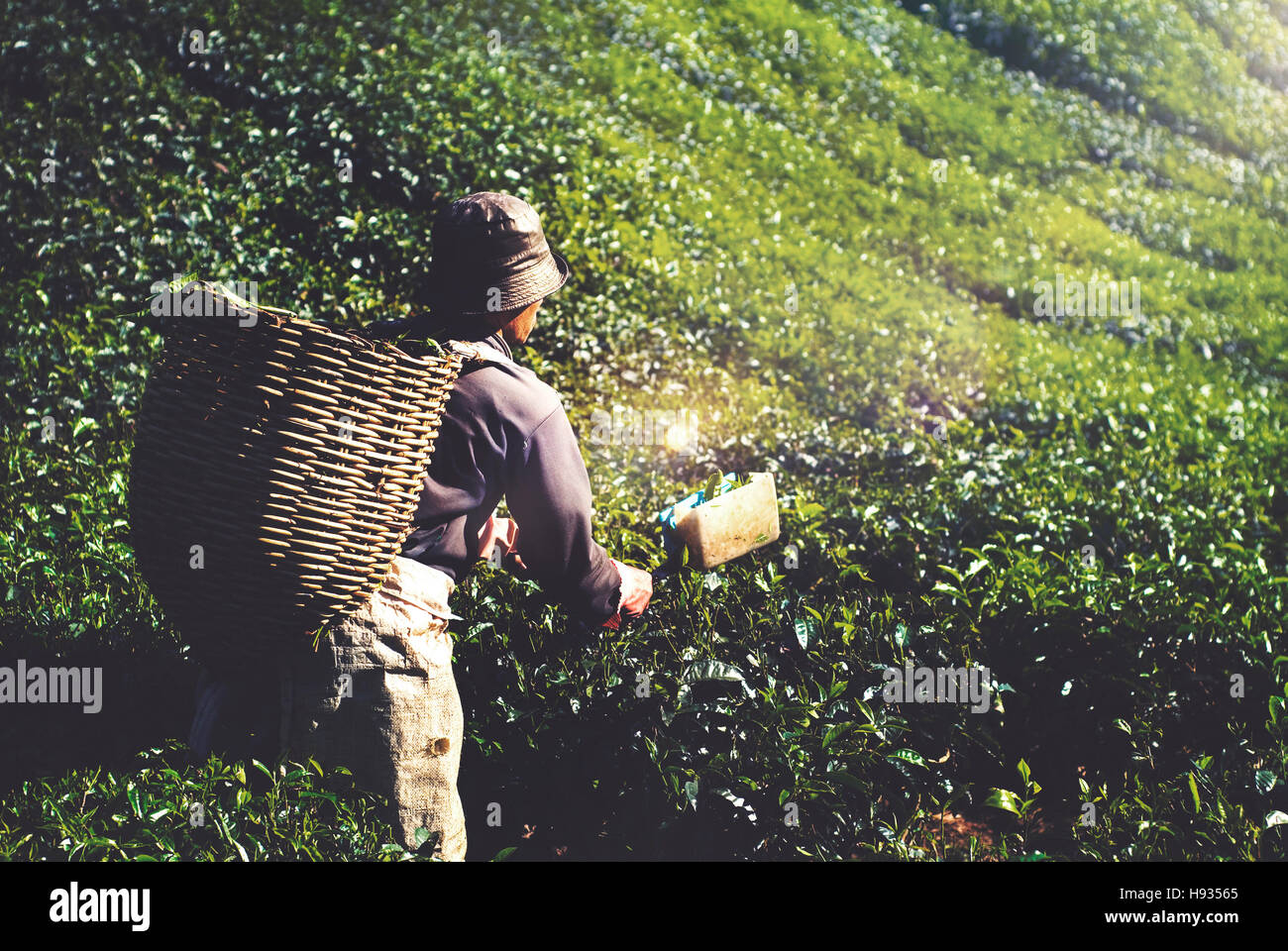Agriculture Agriculturist Harvest Tea Crop Concept Stock Photo