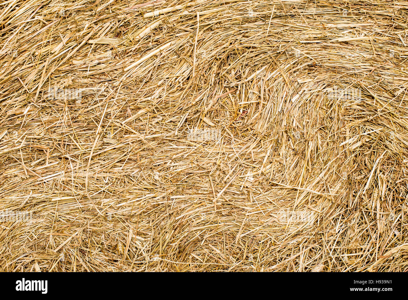 Hay bales texture background. Straw rolls Stock Photo Alamy