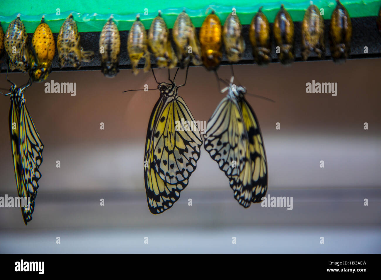 Victoria Butterfly Gardens, Victoria, Vancouver Island, Canada Stock