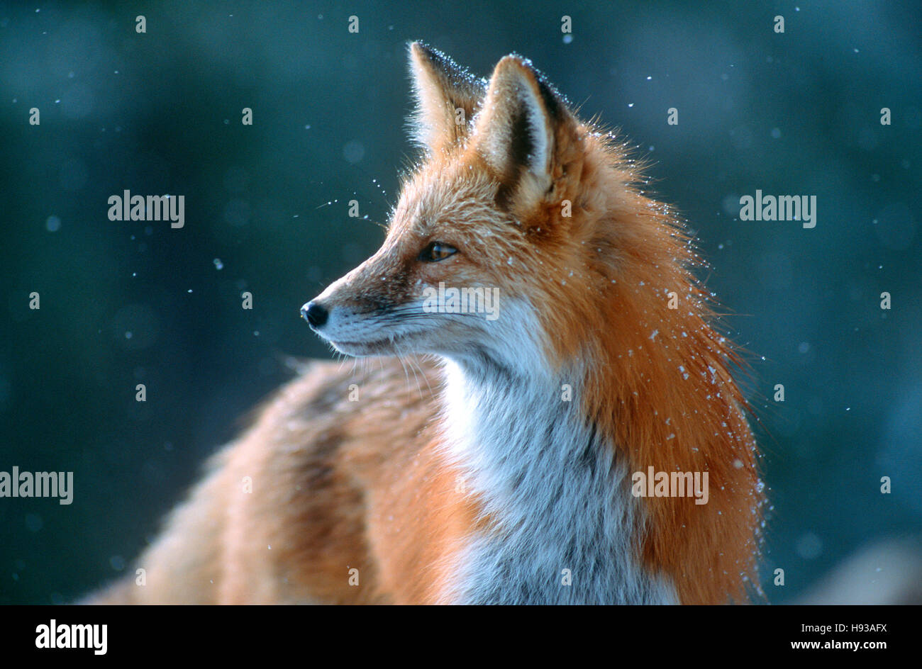 Red fox looks cautious. Near Boulder, Colorado Stock Photo