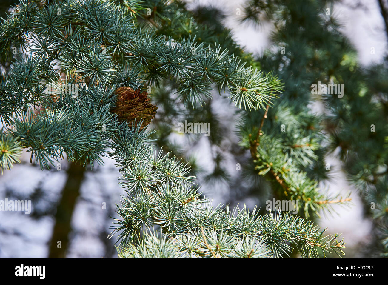 A spent fir cone of an Atlas Cedar Stock Photo