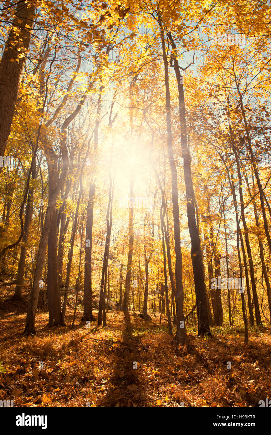 Sun bursting through yellow autumn leaves Stock Photo - Alamy