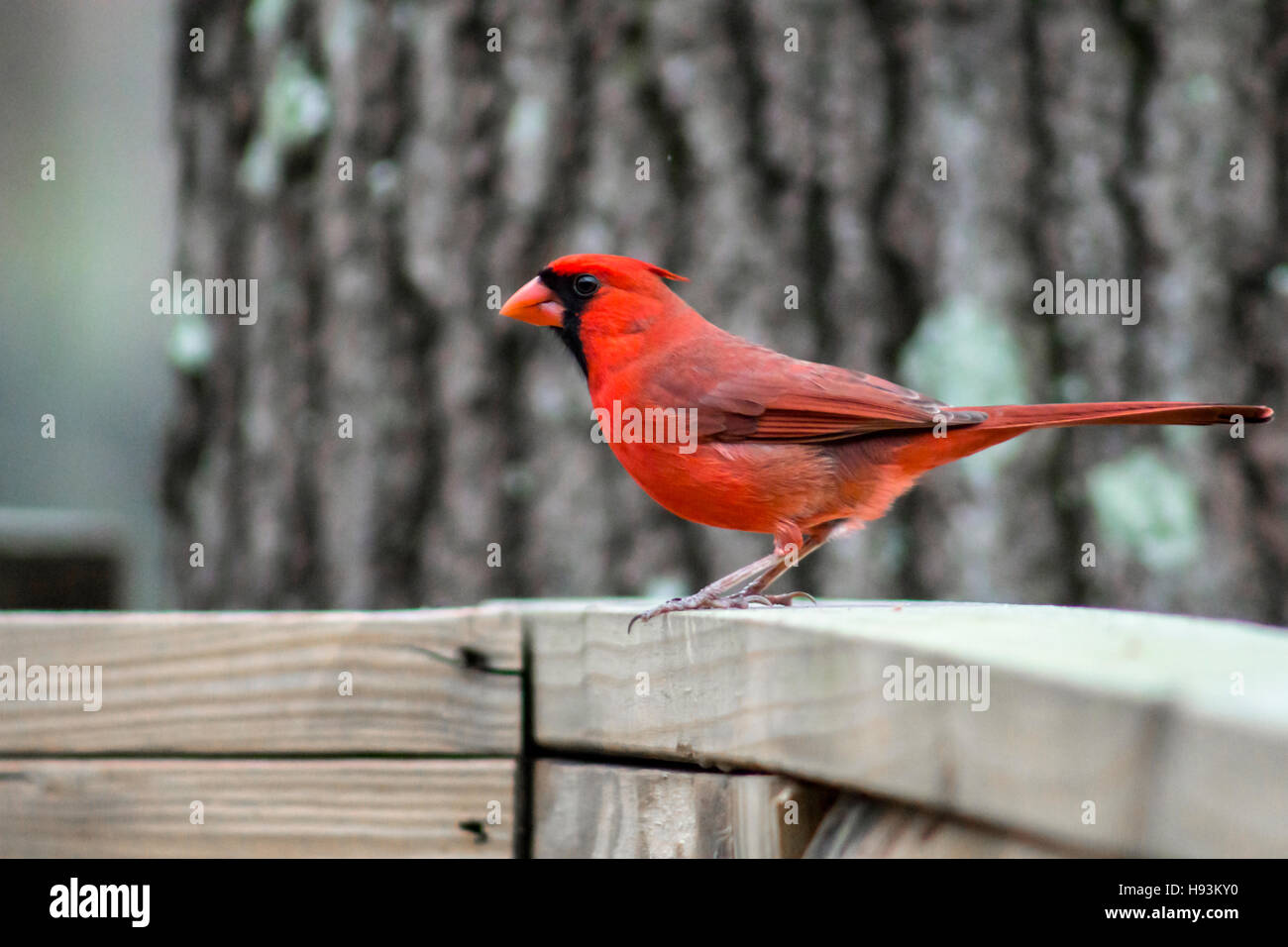 watchful cardinal (3) Stock Photo